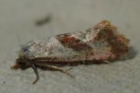 Falseuncaria ruficiliana