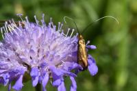 Nemophora metallica