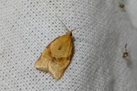 Clepsis consimilana