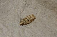 Pseudococcyx tessulatana