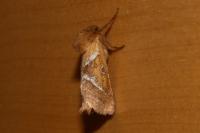 Triodia sylvina