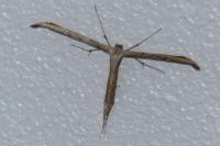 Emmelina monodactyla