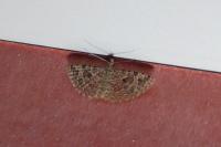 Alucita hexadactyla