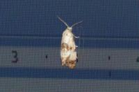 Neocochylis hybridella