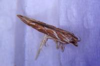 Pyroderces argyrogrammos