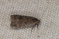 Anacampsis