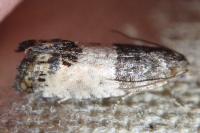 Notocelia trimaculana