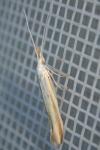 Coleophora conspicuella