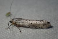 Yponomeuta