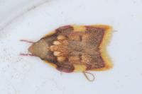 Carcina quercana