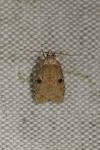 Agonopterix propinquella