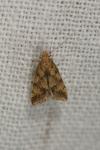 Brachmia blandella