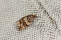 Celypha cespitana
