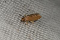Crassa unitella