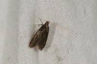 Homaloxestis briantiella