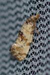 Neocochylis molliculana
