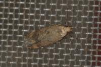 Pexicopia malvella