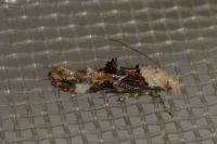 Mompha propinquella