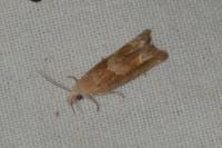 Eucosma conterminana