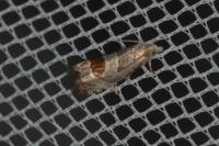Notocelia uddmanniana