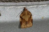 Clepsis spectrana