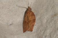 Pandemis heparana