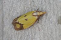 Agapeta zoegana
