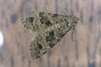 Alucita hexadactyla