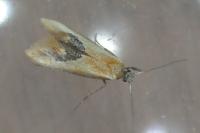 Batia lambdella