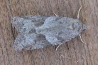 Cnephasia