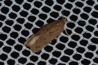 Pexicopia malvella