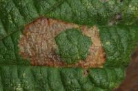 Phyllonorycter nicellii