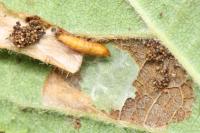 Phyllonorycter nicellii
