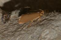 Crassa unitella