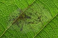 Phyllonorycter coryli