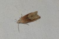 Eucosma
