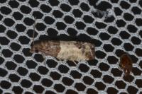 Spilonota ocellana