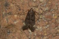 Dichomeris alacella