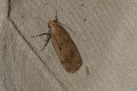 Pexicopia malvella