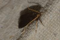 Lecithocera nigrana