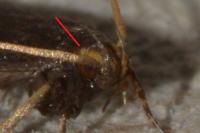 Lecithocera nigrana