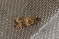 Celypha cespitana