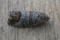 Cydia pomonella