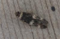 Oegoconia