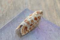 Rhyacionia pinicolana