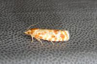 Rhyacionia pinicolana