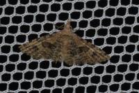 Alucita hexadactyla