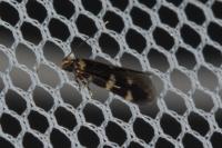 Oegoconia