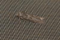 Blastobasis glandulella