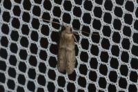 Blastobasis phycidella